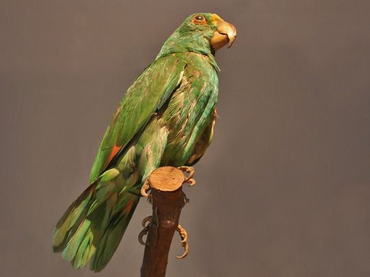 Image of loulou, a parrot